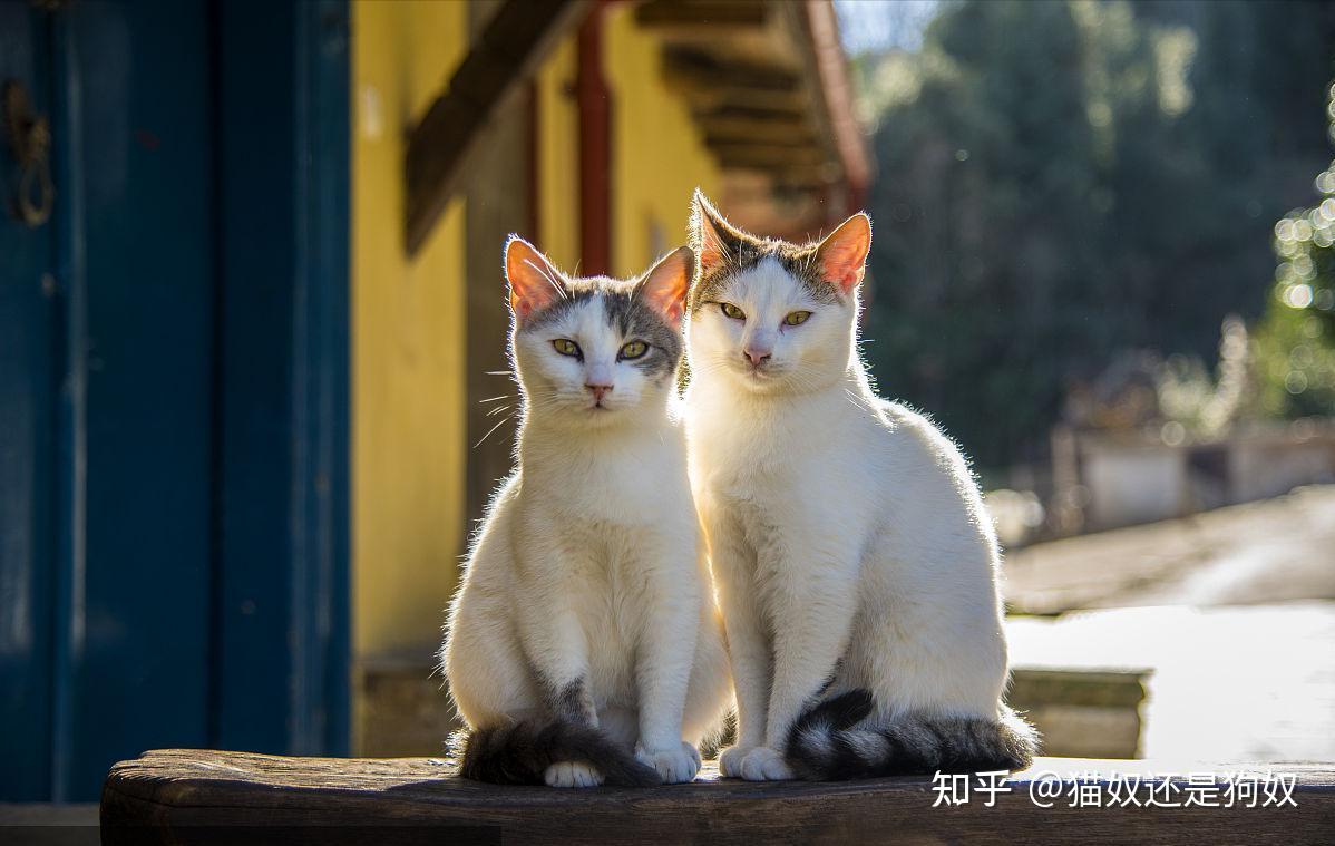 养“公猫”好还是“母猫”好？实不相瞒，差别真的很大！