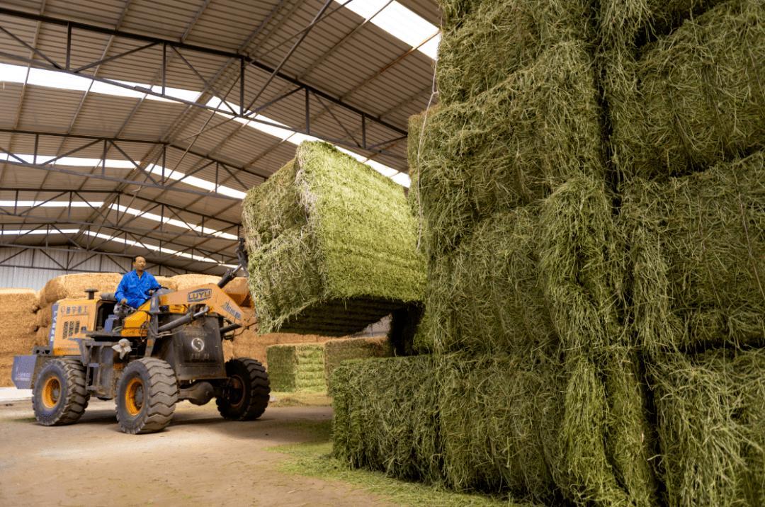 大力种植牧草不仅可以缓解家畜的食物短缺,而且可以饲喂更多家畜,获得
