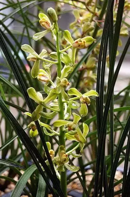 蕙兰铭品荟萃新八种鉴赏