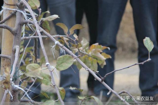苹果树为何要拉枝?何时拉枝效果好?具体该如何操作? - 知乎
