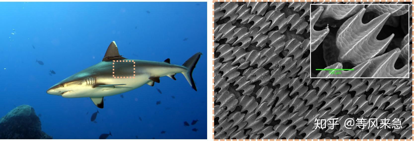 鲨鱼皮结构图片