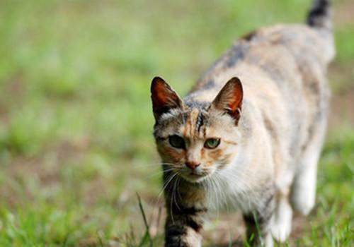 买免疫球蛋白 猫咪IGY卵黄免疫球蛋白抗体因子是什么？能提高解决猫咪抵抗力差的问题吗？