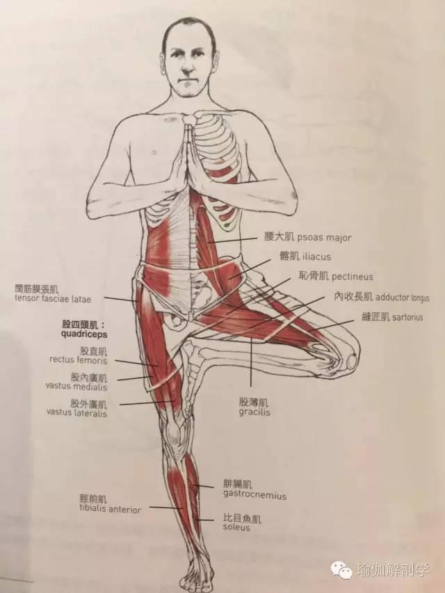 璞素瑜伽体式精讲 | 6-树式 - 知乎