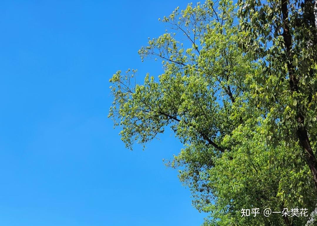 树而树有好多树叶 - 知乎