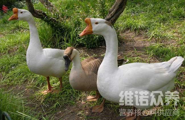 種鵝飼料配方怎樣配啊產蛋鵝飼養核心料配方標準