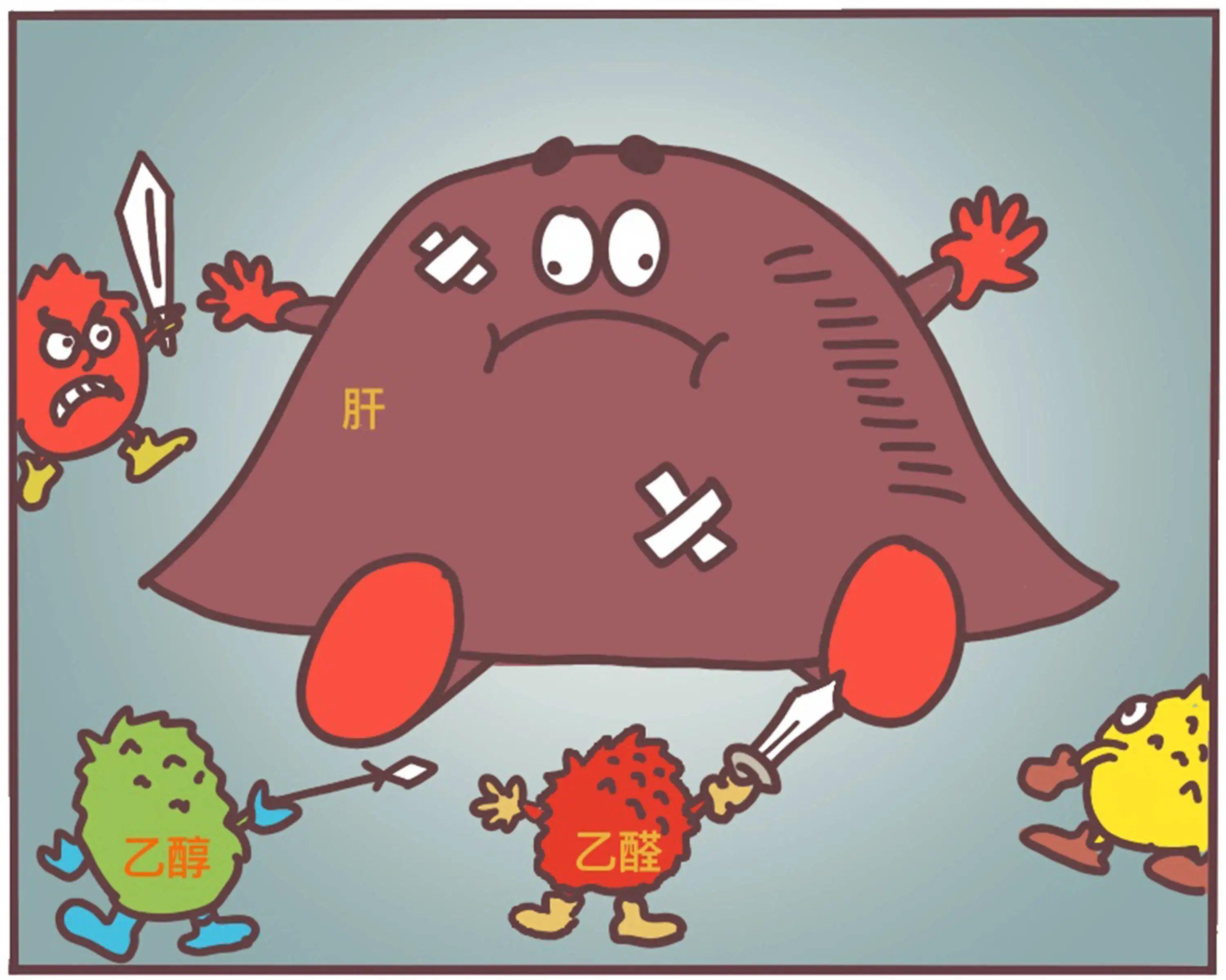 在你喝酒的背后,你的肝细胞正在遭受一场屠杀