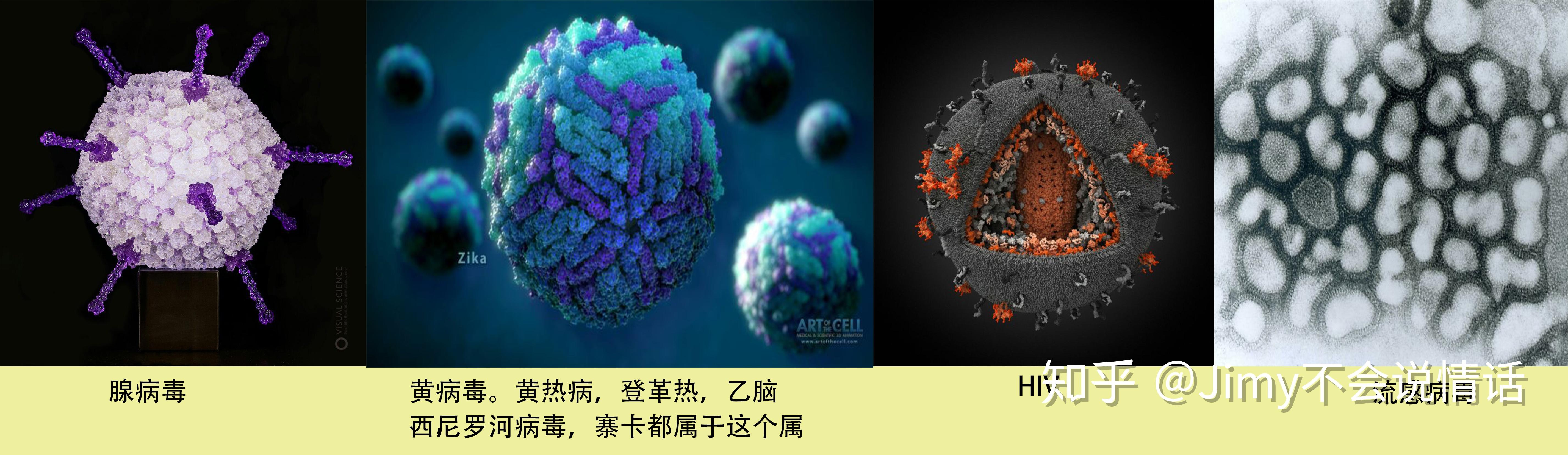 抗体依赖性细胞介导吞噬-ADCP - 儒百生物科技
