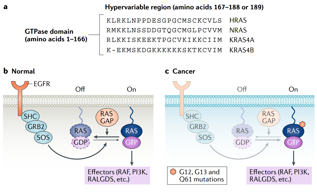 癌症中ras的突變ras亞型突變位點以及突變類型