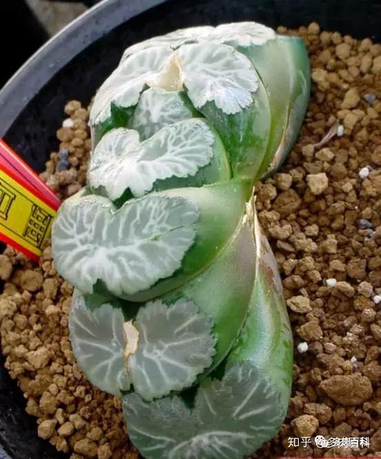 6.白亚玉扇 叶形肥厚,美纹.