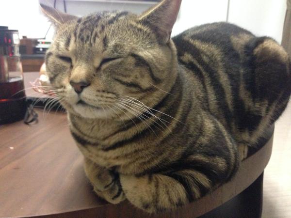 如何让猫跟花瓶共存 知乎