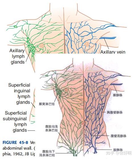 腹壁前壁静脉引流遵循一个相对简单的模式,即脐上的浅静脉通过内乳,肋