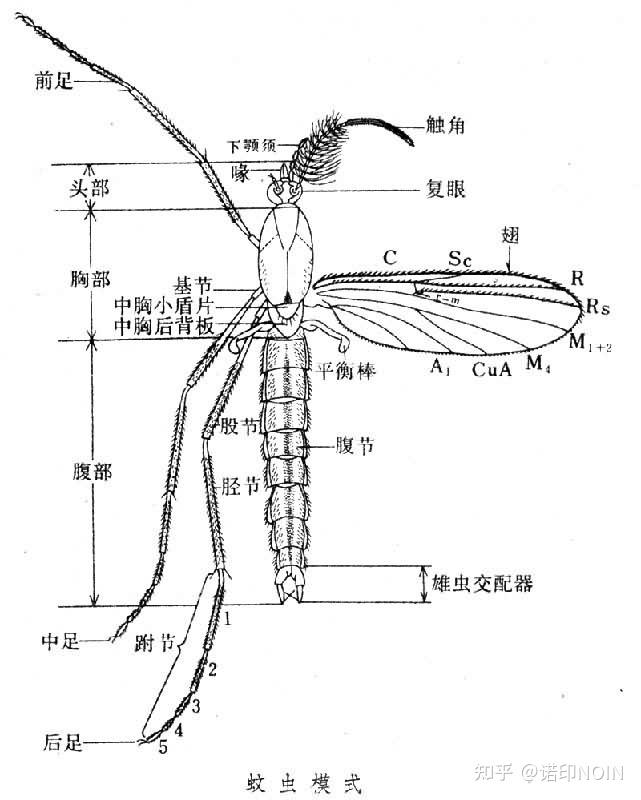 31566靠食性区分:雄蚊:"吃素",触角呈丝状,触角毛一般比雌蚊浓密.