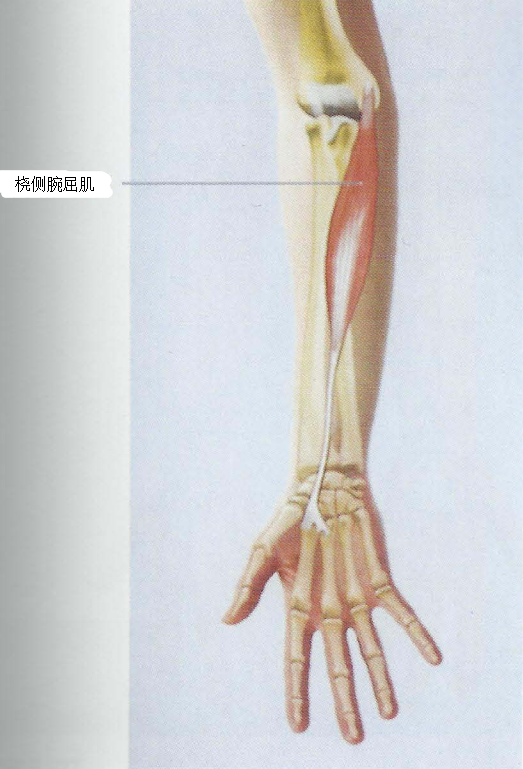 2,桡侧腕屈肌(flexor carpi radialis)机能:近固定:使前臂在肘关节处