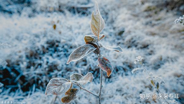 一只小鸟眼中的诗意梦幻晨雾中的千年银杏村 知乎