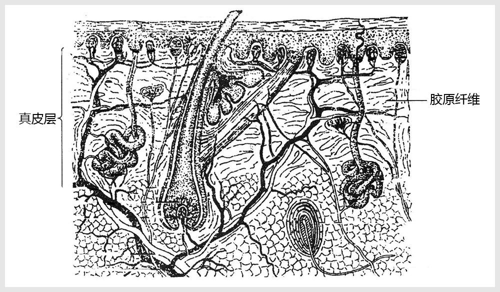 叔公曾给大家介绍过真皮层的结缔组织纤维,它主要由胶原蛋白和弹性