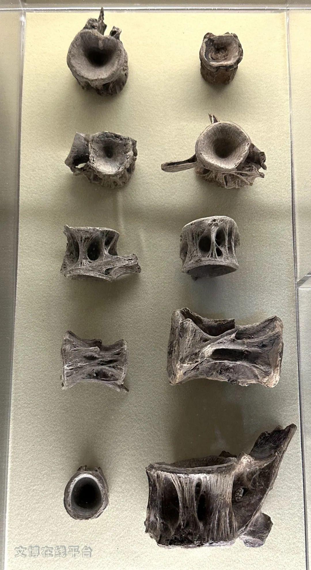 从饮食考古看江南初兴国博远古江南61海陆山河河姆渡文化发现50周年