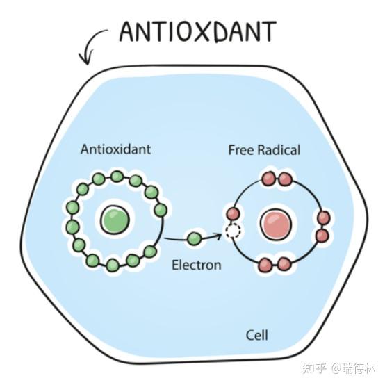 产品丨人间高质量抗氧化剂麦角硫因