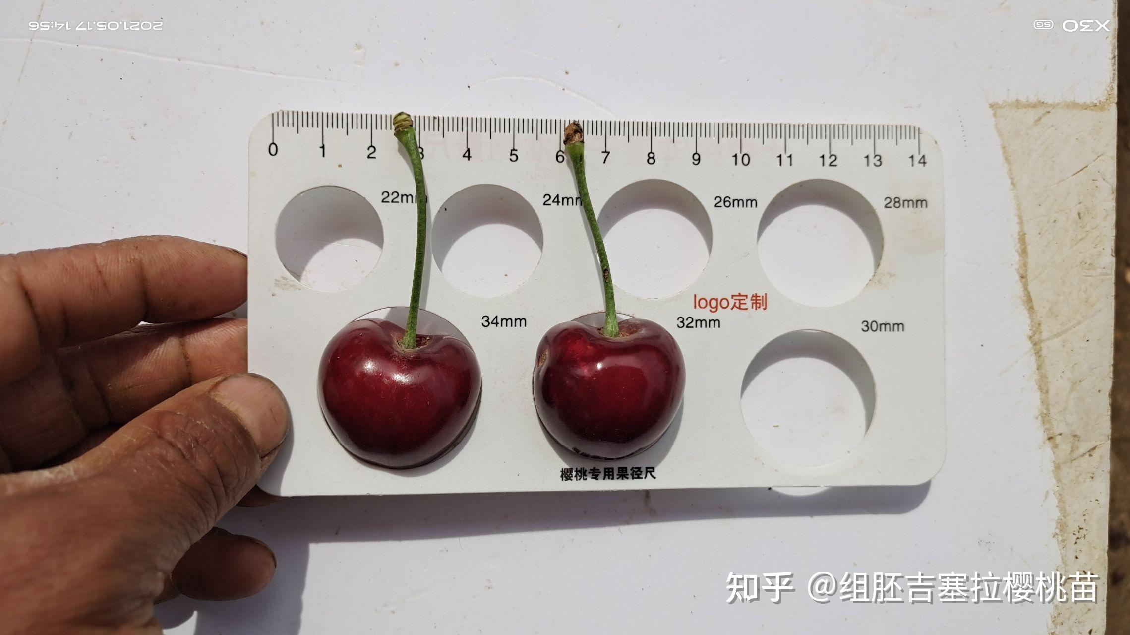 大樱桃树品种介绍