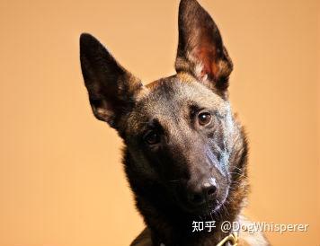 行为解析 关于狗狗的耳朵 你了解多少 知乎
