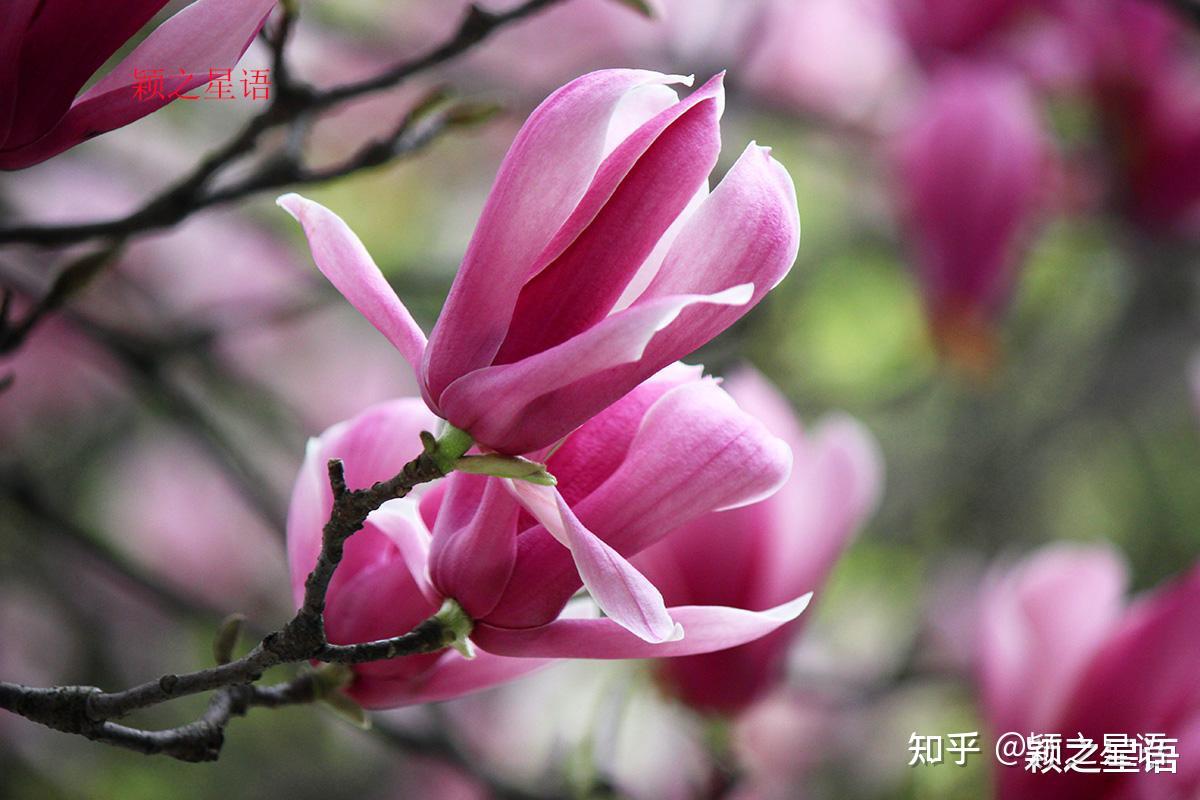 玉兰花艳丽登场,宁波的玉兰王,在宁海还是在海曙? - 知乎