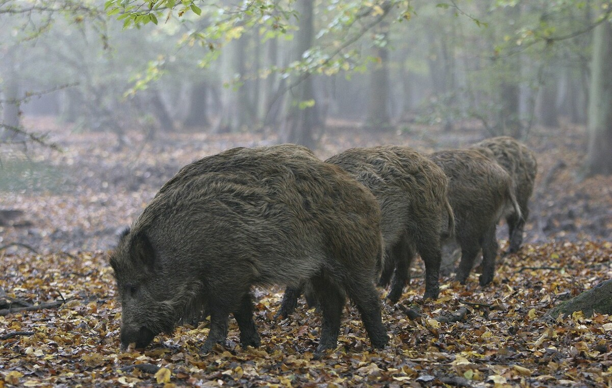进村东北虎麻醉醒了
