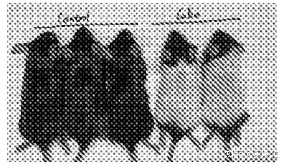 氢醌诱导C57BL/6小鼠白发模型构建 - 知乎