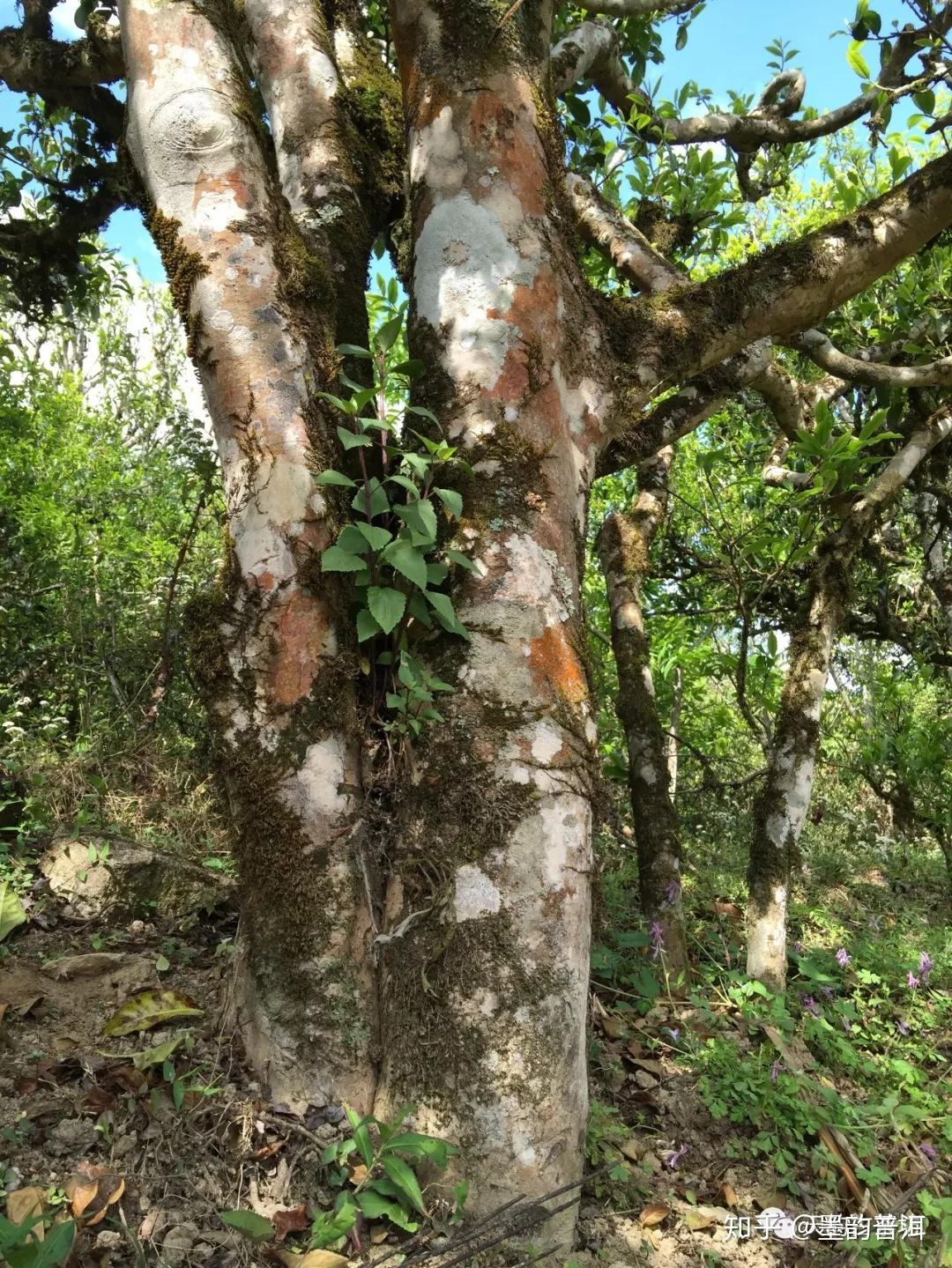解读 | “古树茶”究竟是怎样的概念? - 知乎