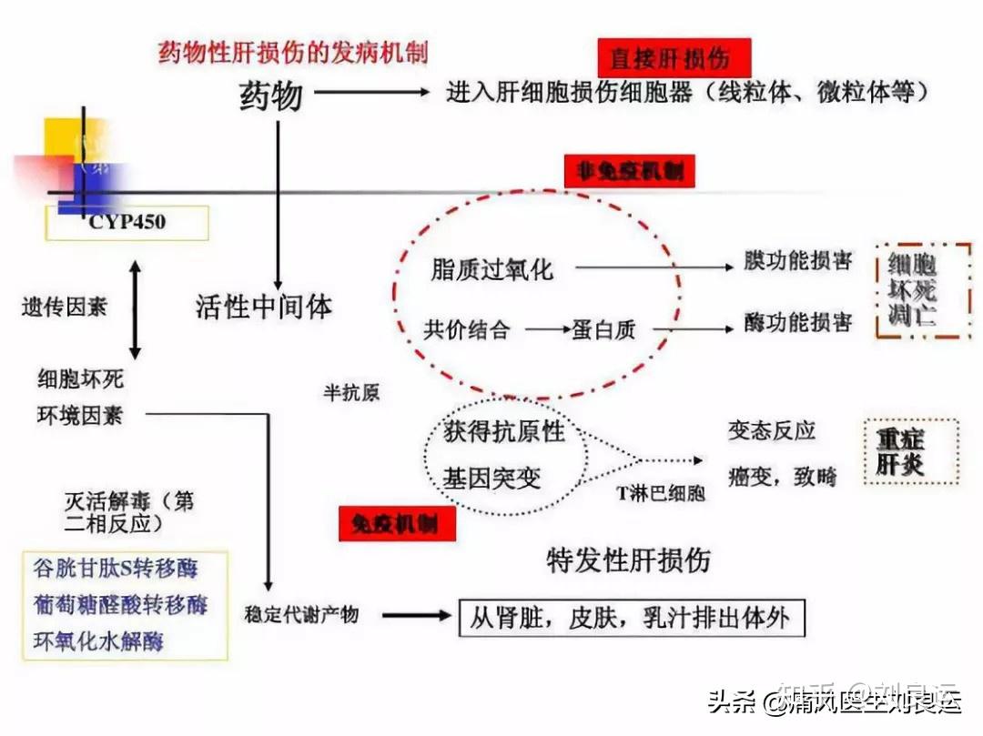 降尿酸药物可能伤肝尿酸高的人要小心肝痛风治疗怎么办