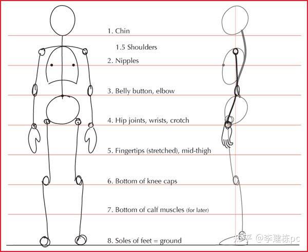 專業知識分享 人體繪畫教程-人體解剖學基礎之基本身體比例 - 知乎