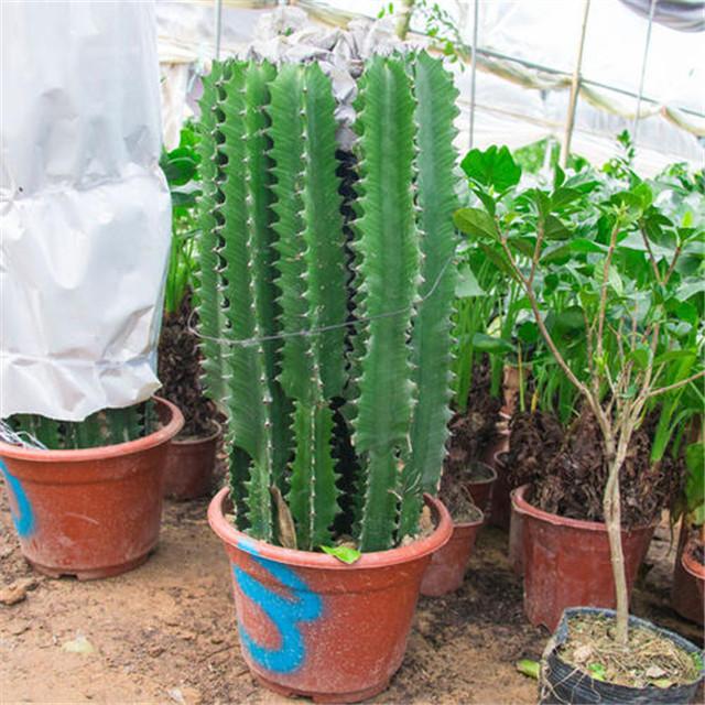 花了10年养了一盆龙骨长到了2米高家里快养不下了