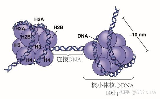 真核生物组织/体细胞与精子中DNA的提取-全方位知识囊括及实验操作 - 知乎