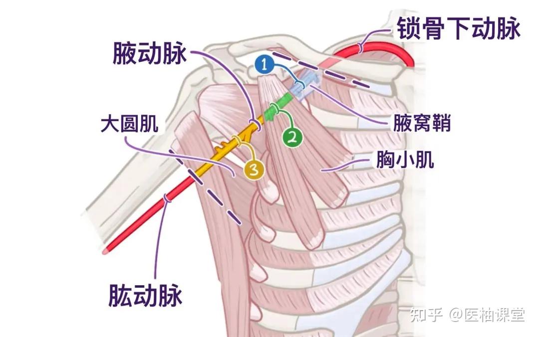 人体解剖学基础:腋窝 - 知乎
