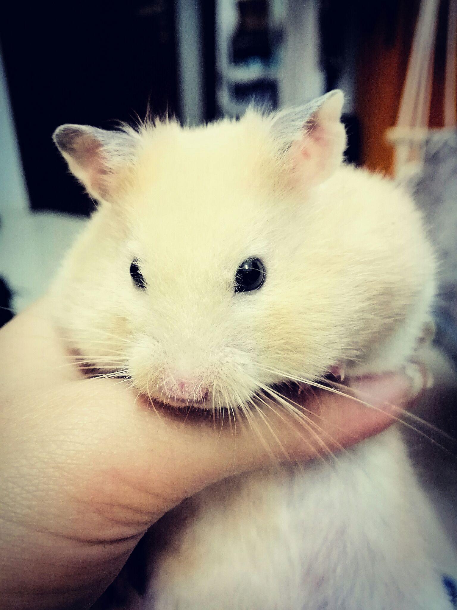 仓鼠可以胖到什么程度?