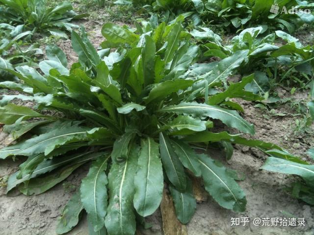 新疆乌斯曼生眉草奥斯曼草是真是假用专业知识来告诉你答案