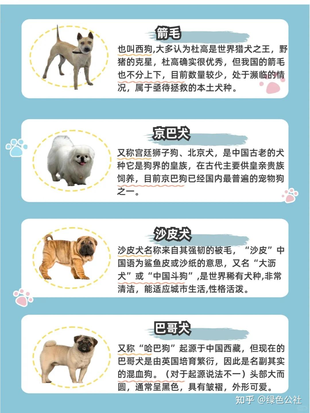 快来认识下这些小土狗|中华田园犬合集 - 知乎