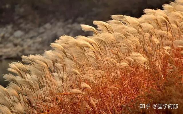 荻花,就是最美的秋日诗词 - 知乎