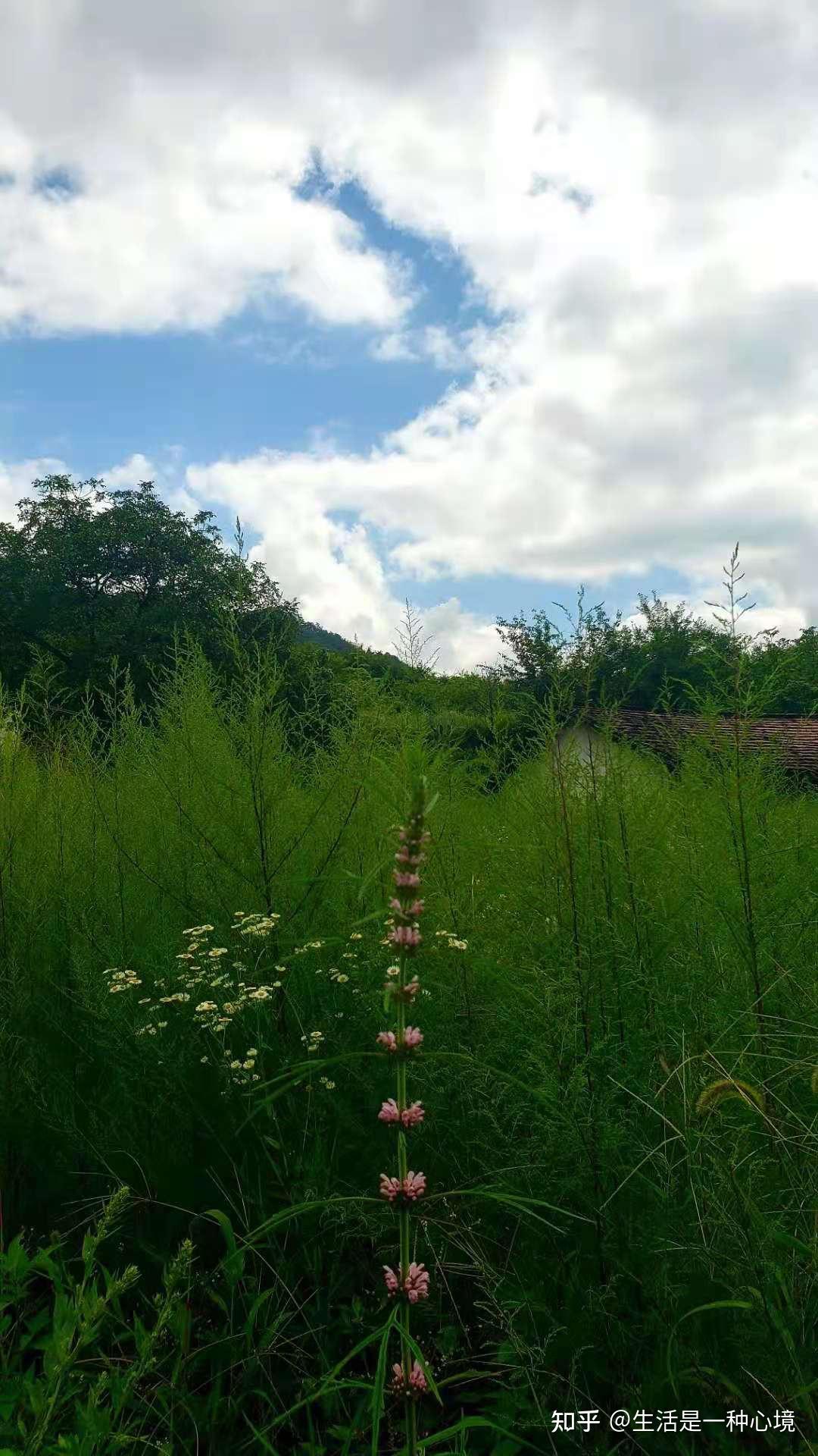 秦岭蒿沟老阮的天麻