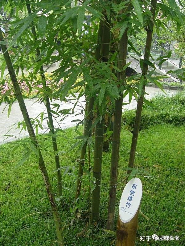 竹子是“草”不是树,带你认识26种竹子! - 知乎