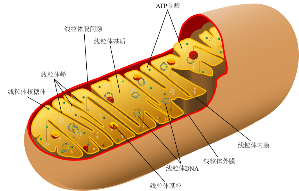 v2-2030fc4a5e14d28ae0c918f5bc699cd6_r.jpg