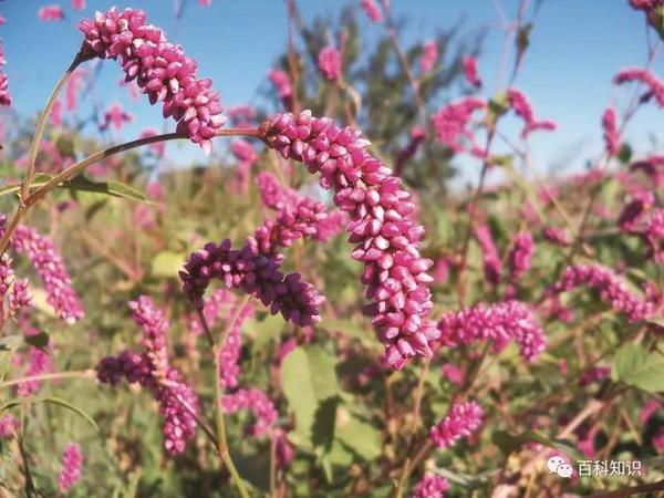 狗年说说 狗植物 知乎