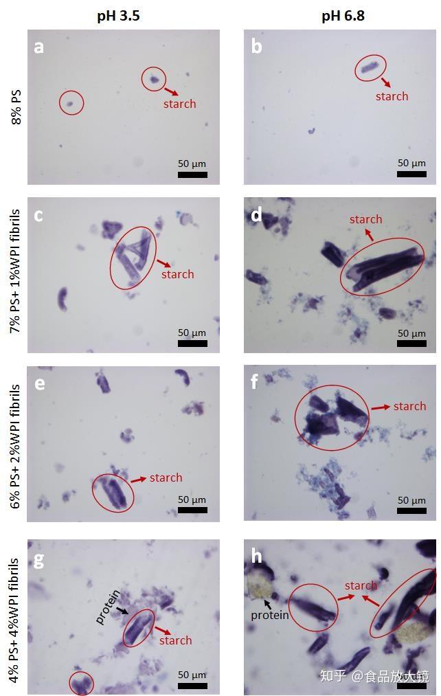 carbohydratepolymers马铃薯淀粉蛋白纤维混合凝胶的流变微结构和相