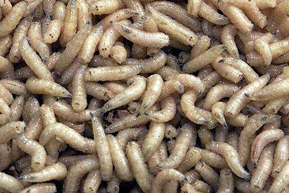 热爱生活的大学生力力力力亚洲人,爱吃蛆?