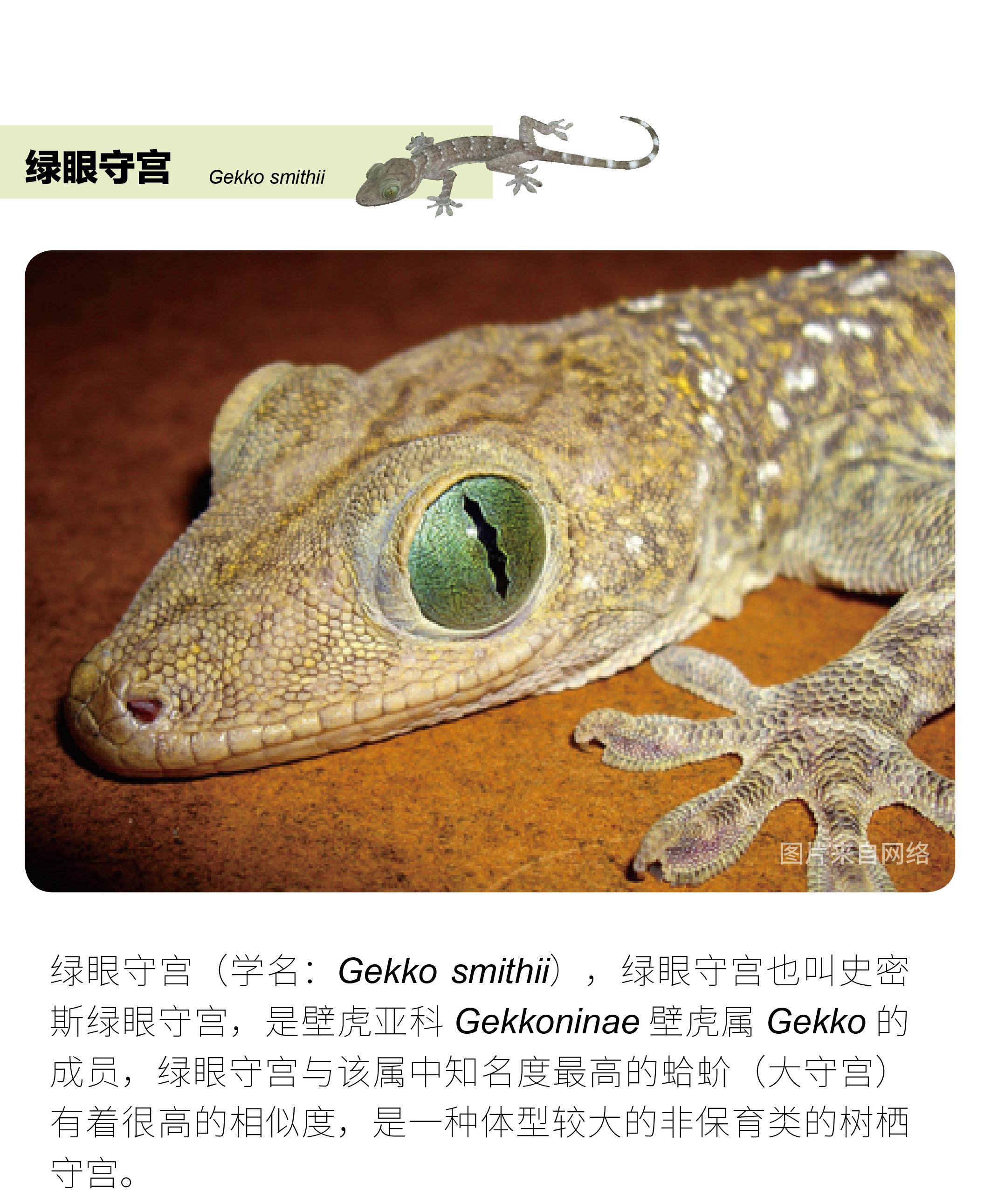 物种小谈┃绿眼守宫