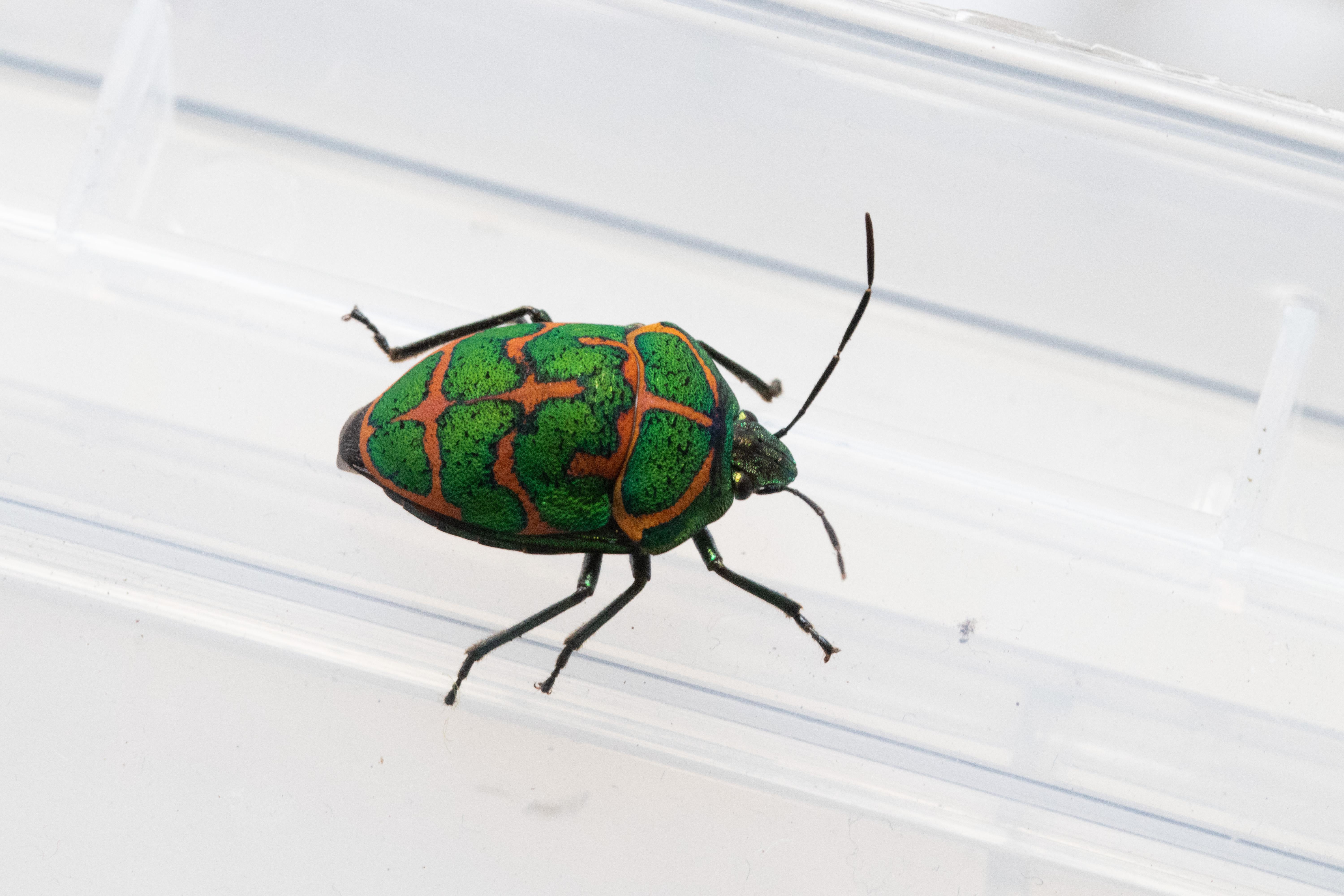 北京常见昆虫100种3金绿宽盾蝽