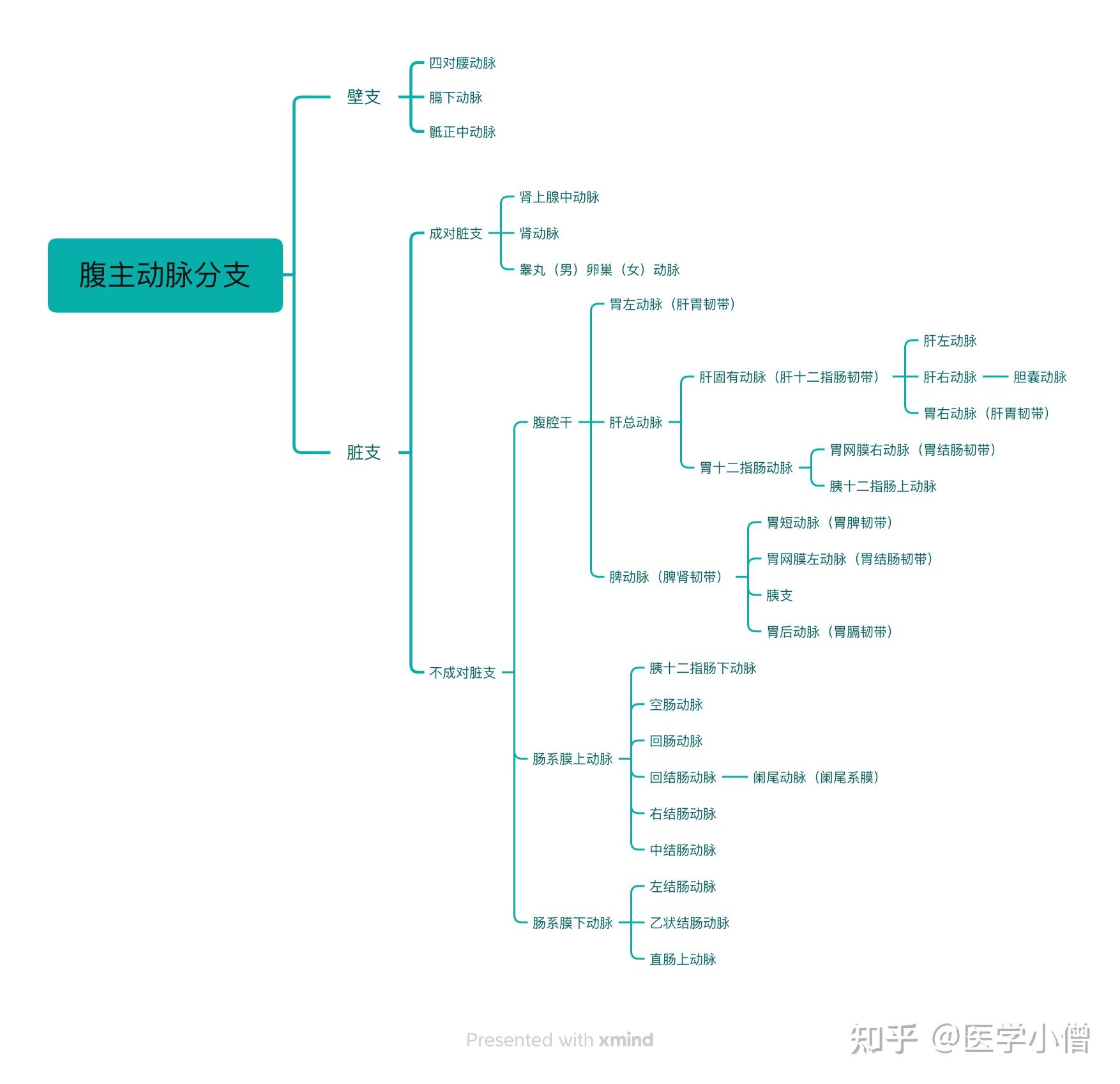 主动脉分支思维导图图片