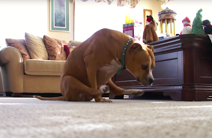 视频中,狗狗爬到床上 用屁股在床单上摩擦,擦完