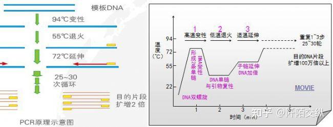 PCR反应体系与反应条件分享 - 知乎