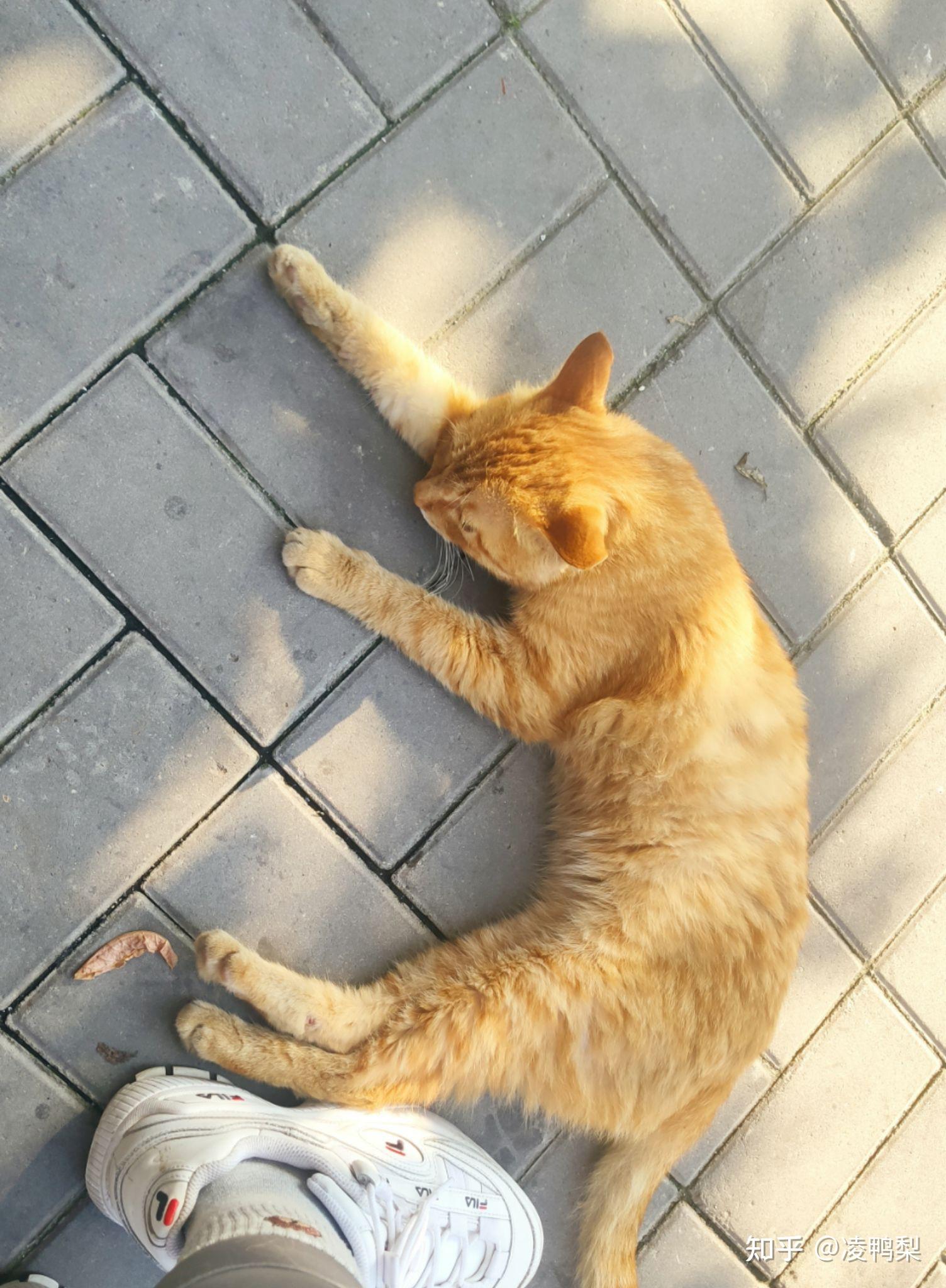 我收养的流浪大橘猫空空今天做了膈疝手术希望可以挺过明天