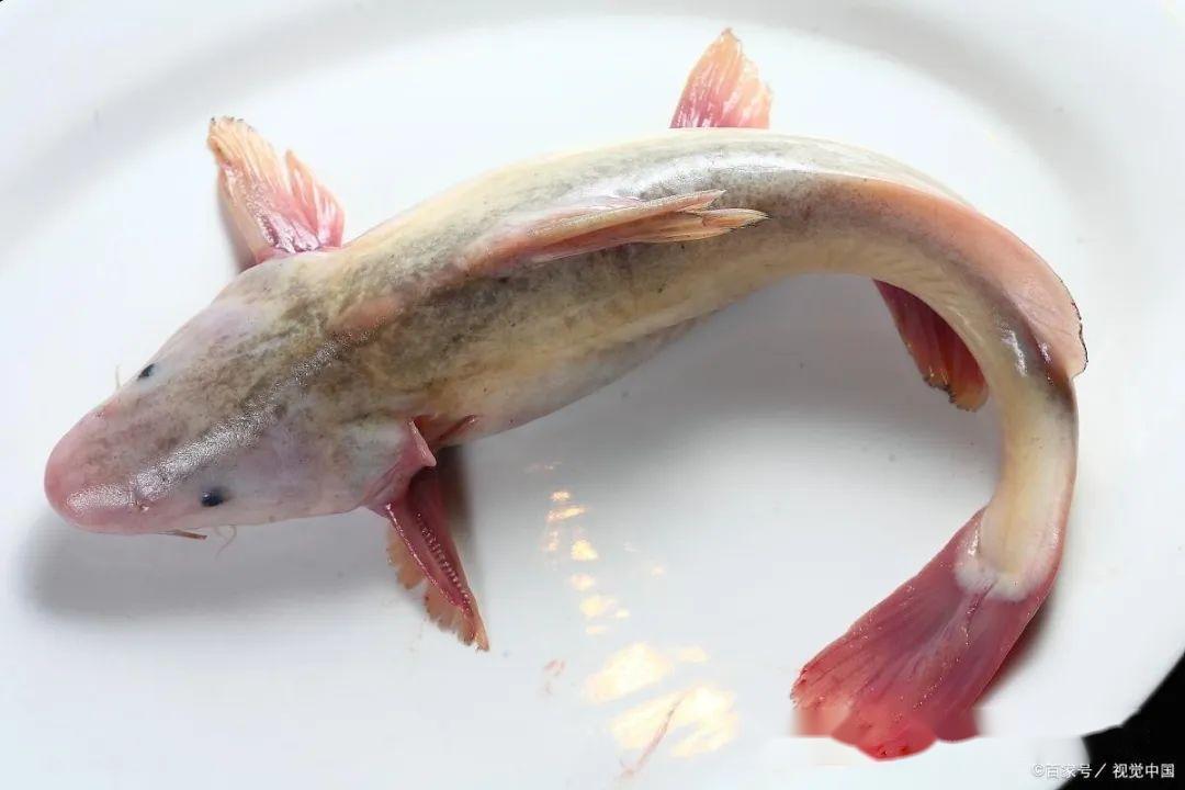 脆肉皖鱼，一种美味的养殖潜力 - 知乎