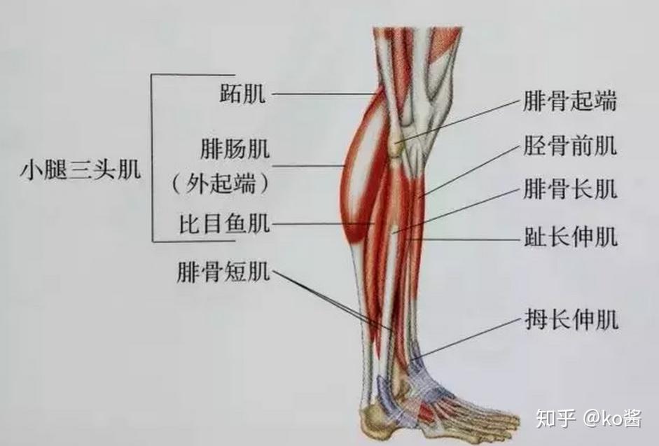 怎么样瘦小腿脂肪 v2-204dc0097ab6e8f5181fa3beb9035196_r.jpg